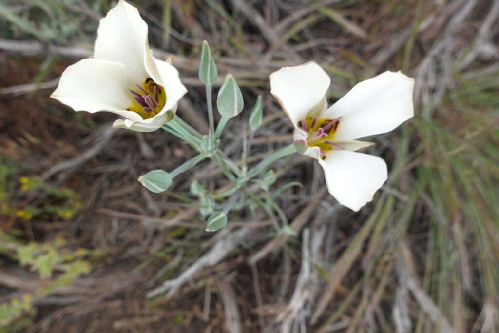 Mariposa Lillies